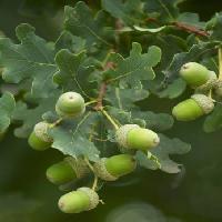 Pixwords 와 이미지 voće, drvo, drveće, lišće, zelena, vrt Tomo Jesenicnik - Dreamstime