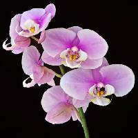 Pixwords 와 이미지 cvijet, cvijeće, ružičaste, ružičasto ljubičast Jruffa - Dreamstime