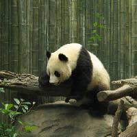 panda, medvjed, mala, crna, bijela, drvo, šuma Nathalie Speliers Ufermann - Dreamstime