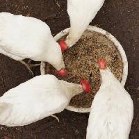 kokoši, jesti, hrana, zdjela, bijela, zrno, pšenice Alexei Poselenov - Dreamstime