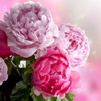 Pixwords 와 이미지 cvijet, cvijeće, vrt, ruže Piccia Neri - Dreamstime