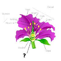 Pixwords 와 이미지 식물, 그리기, 수술, 꽃잎, 필라멘트, 난자 Snapgalleria