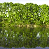Pixwords 와 이미지 stabla, drveće, voda, zeleni, jezero Vadim Yerofeyev - Dreamstime