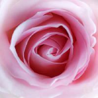 Pixwords 와 이미지 cvijet, ružičasta Misterlez - Dreamstime