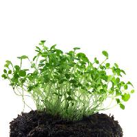 녹색, 식물, 식물, 진흙, 먼지, 성장, 꽃, 꽃 Elena Pavlova (E241073)