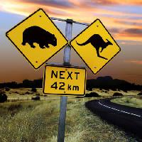 znakovi, medvjed, cangoroo, sljedeći, ceste, Wil Ron Sumners - Dreamstime