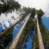 stabla, drveće, nebo, oblaci, drvo Juan Camilo Bernal - Dreamstime