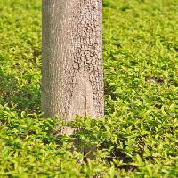 Pixwords 와 이미지 drvo, zeleno, trava, lišće, visok, priroda Vlarub - Dreamstime