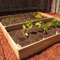 Pixwords 와 이미지 야채, 야채, 성장, 성장, 녹색, 식물, 식물, 나무 Mvogel