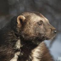 životinja, medvjed, divlja, biljni i životinjski svijet, krzno Moose Henderson - Dreamstime